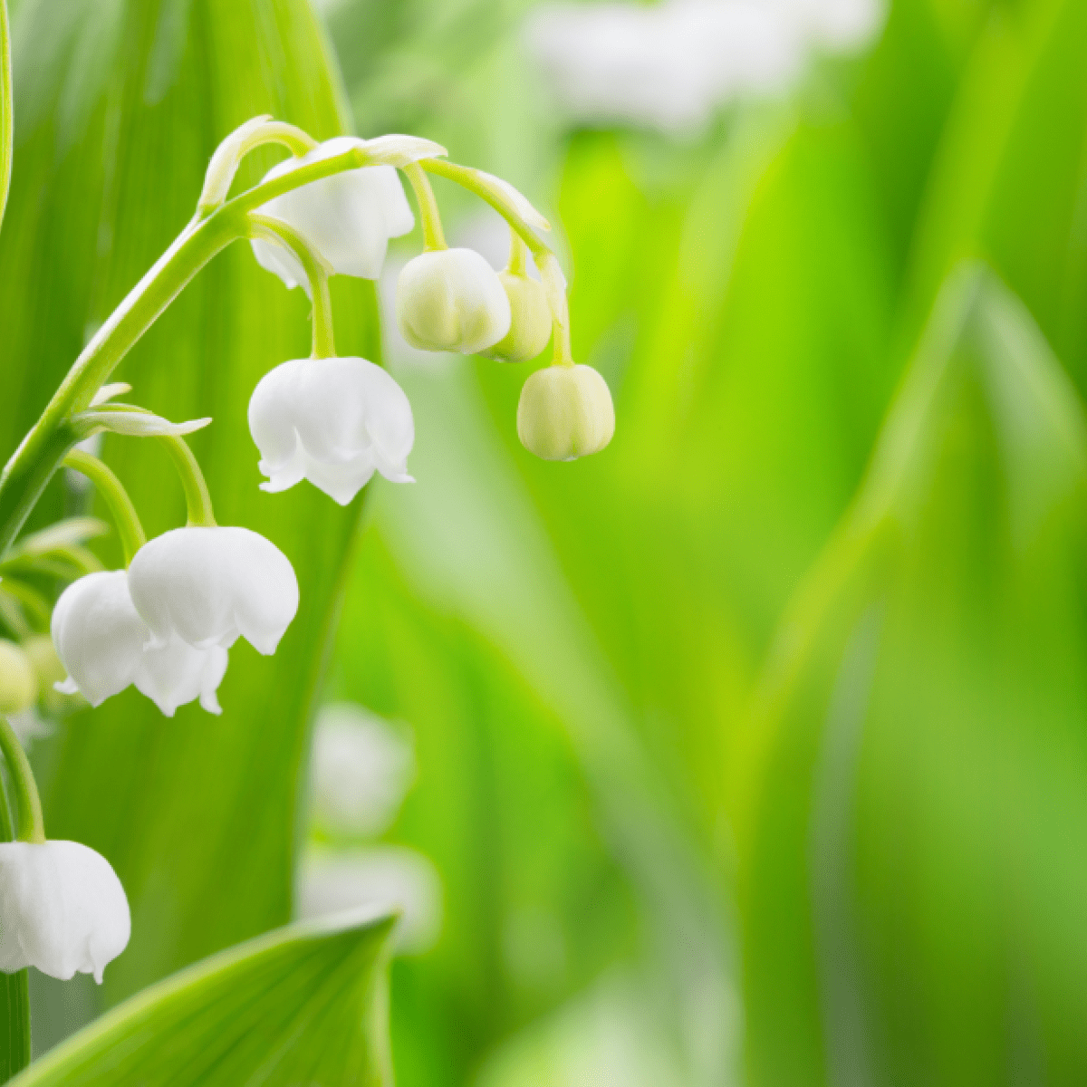 Vente De Muguet Le 1er Mai Ville De Clamart